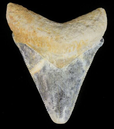 Serrated Megalodon Tooth - Bone Valley, Florida #48691